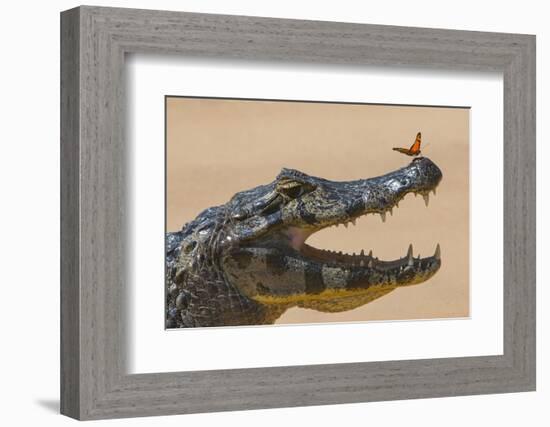 Yacare caiman (Caiman yacare) with butterfly on snout, Cuiaba River, Pantanal, Brazil-Jeff Foott-Framed Photographic Print
