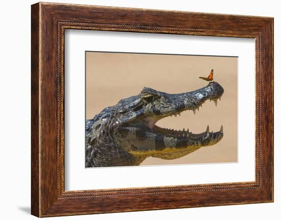 Yacare caiman (Caiman yacare) with butterfly on snout, Cuiaba River, Pantanal, Brazil-Jeff Foott-Framed Photographic Print