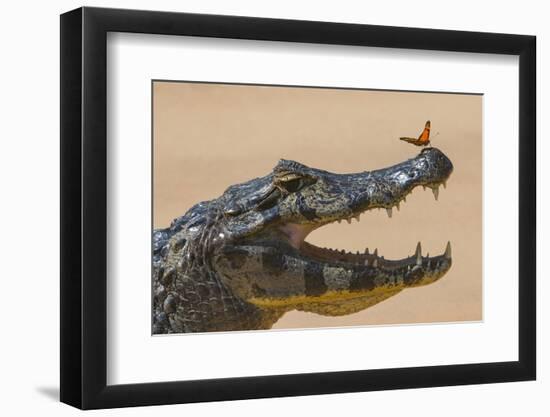 Yacare caiman (Caiman yacare) with butterfly on snout, Cuiaba River, Pantanal, Brazil-Jeff Foott-Framed Photographic Print