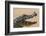 Yacare caiman (Caiman yacare) with butterfly on snout, Cuiaba River, Pantanal, Brazil-Jeff Foott-Framed Photographic Print