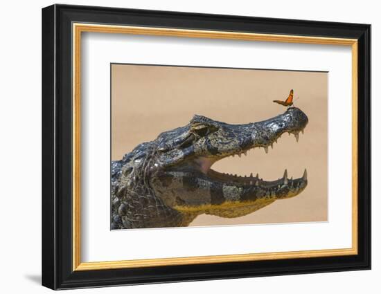 Yacare caiman (Caiman yacare) with butterfly on snout, Cuiaba River, Pantanal, Brazil-Jeff Foott-Framed Photographic Print