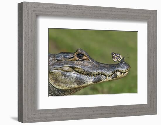 Yacare Caiman (Caiman Yacare) With Butterfly (Paulogramma Pyracmon) Resting On Its Snout-Angelo Gandolfi-Framed Photographic Print