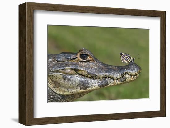 Yacare Caiman (Caiman Yacare) With Butterfly (Paulogramma Pyracmon) Resting On Its Snout-Angelo Gandolfi-Framed Photographic Print