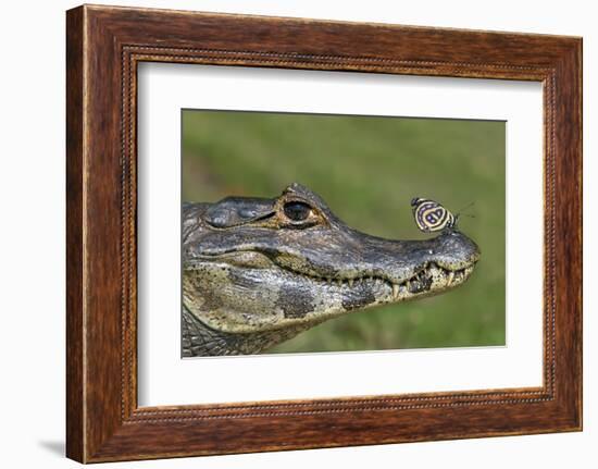 Yacare Caiman (Caiman Yacare) With Butterfly (Paulogramma Pyracmon) Resting On Its Snout-Angelo Gandolfi-Framed Photographic Print