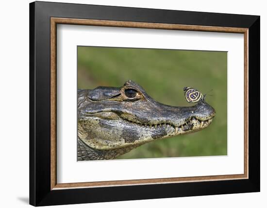 Yacare Caiman (Caiman Yacare) With Butterfly (Paulogramma Pyracmon) Resting On Its Snout-Angelo Gandolfi-Framed Photographic Print