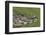 Yacare Caiman (Caiman Yacare) With Butterfly (Paulogramma Pyracmon) Resting On Its Snout-Angelo Gandolfi-Framed Photographic Print