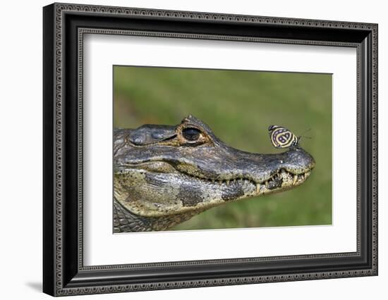 Yacare Caiman (Caiman Yacare) With Butterfly (Paulogramma Pyracmon) Resting On Its Snout-Angelo Gandolfi-Framed Photographic Print