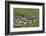 Yacare Caiman (Caiman Yacare) With Butterfly (Paulogramma Pyracmon) Resting On Its Snout-Angelo Gandolfi-Framed Photographic Print