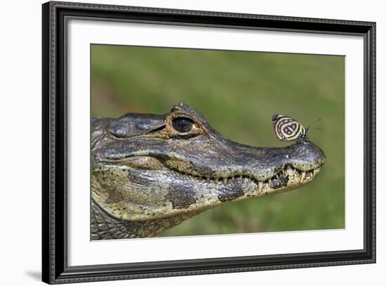 Yacare Caiman (Caiman Yacare) With Butterfly (Paulogramma Pyracmon) Resting On Its Snout-Angelo Gandolfi-Framed Photographic Print