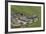 Yacare Caiman (Caiman Yacare) With Butterfly (Paulogramma Pyracmon) Resting On Its Snout-Angelo Gandolfi-Framed Photographic Print