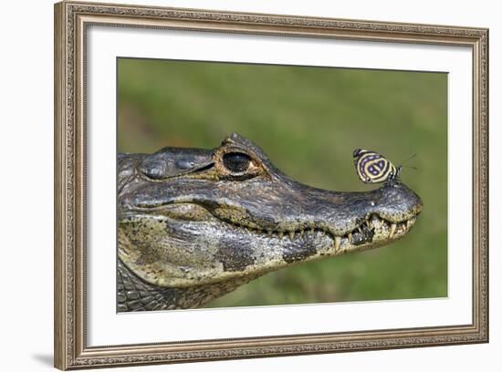 Yacare Caiman (Caiman Yacare) With Butterfly (Paulogramma Pyracmon) Resting On Its Snout-Angelo Gandolfi-Framed Photographic Print