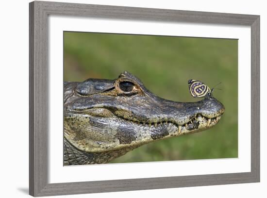 Yacare Caiman (Caiman Yacare) With Butterfly (Paulogramma Pyracmon) Resting On Its Snout-Angelo Gandolfi-Framed Photographic Print