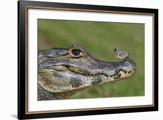 Yacare Caiman (Caiman Yacare) With Butterfly (Paulogramma Pyracmon) Resting On Its Snout-Angelo Gandolfi-Framed Photographic Print