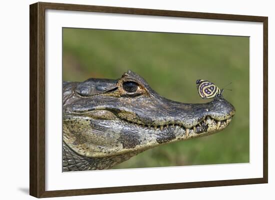 Yacare Caiman (Caiman Yacare) With Butterfly (Paulogramma Pyracmon) Resting On Its Snout-Angelo Gandolfi-Framed Photographic Print