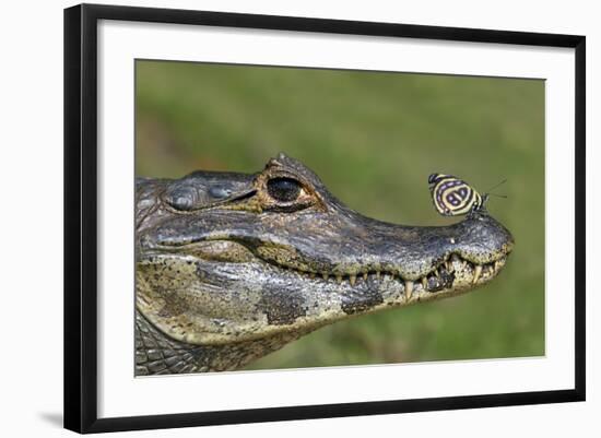 Yacare Caiman (Caiman Yacare) With Butterfly (Paulogramma Pyracmon) Resting On Its Snout-Angelo Gandolfi-Framed Photographic Print