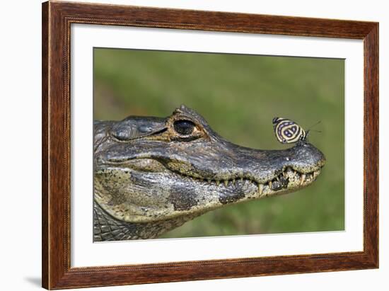 Yacare Caiman (Caiman Yacare) With Butterfly (Paulogramma Pyracmon) Resting On Its Snout-Angelo Gandolfi-Framed Photographic Print