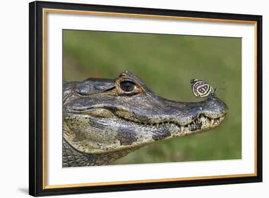 Yacare Caiman (Caiman Yacare) With Butterfly (Paulogramma Pyracmon) Resting On Its Snout-Angelo Gandolfi-Framed Photographic Print