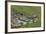 Yacare Caiman (Caiman Yacare) With Butterfly (Paulogramma Pyracmon) Resting On Its Snout-Angelo Gandolfi-Framed Photographic Print