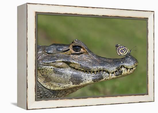 Yacare Caiman (Caiman Yacare) With Butterfly (Paulogramma Pyracmon) Resting On Its Snout-Angelo Gandolfi-Framed Premier Image Canvas