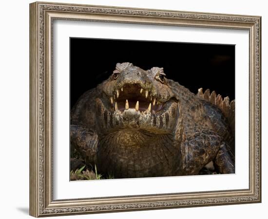 Yacare Caiman (Caiman Yacare) With Mouth Open To Keep Cool, Pantanal, Brazil-Angelo Gandolfi-Framed Photographic Print