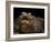 Yacare Caiman (Caiman Yacare) With Mouth Open To Keep Cool, Pantanal, Brazil-Angelo Gandolfi-Framed Photographic Print