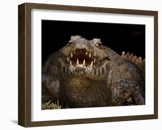 Yacare Caiman (Caiman Yacare) With Mouth Open To Keep Cool, Pantanal, Brazil-Angelo Gandolfi-Framed Photographic Print