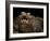 Yacare Caiman (Caiman Yacare) With Mouth Open To Keep Cool, Pantanal, Brazil-Angelo Gandolfi-Framed Photographic Print