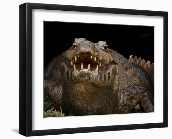 Yacare Caiman (Caiman Yacare) With Mouth Open To Keep Cool, Pantanal, Brazil-Angelo Gandolfi-Framed Photographic Print