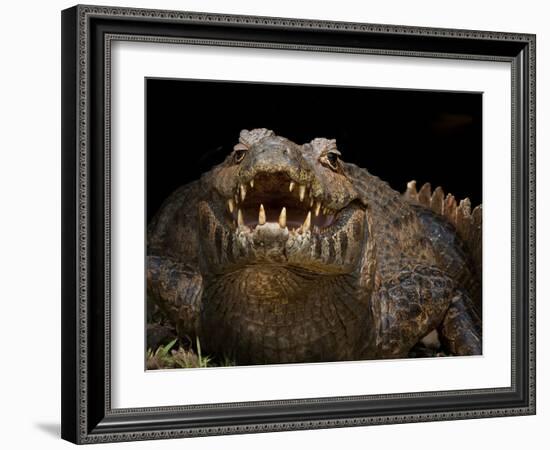 Yacare Caiman (Caiman Yacare) With Mouth Open To Keep Cool, Pantanal, Brazil-Angelo Gandolfi-Framed Photographic Print