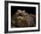 Yacare Caiman (Caiman Yacare) With Mouth Open To Keep Cool, Pantanal, Brazil-Angelo Gandolfi-Framed Photographic Print