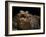 Yacare Caiman (Caiman Yacare) With Mouth Open To Keep Cool, Pantanal, Brazil-Angelo Gandolfi-Framed Photographic Print