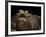 Yacare Caiman (Caiman Yacare) With Mouth Open To Keep Cool, Pantanal, Brazil-Angelo Gandolfi-Framed Photographic Print