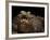 Yacare Caiman (Caiman Yacare) With Mouth Open To Keep Cool, Pantanal, Brazil-Angelo Gandolfi-Framed Photographic Print