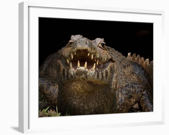 Yacare Caiman (Caiman Yacare) With Mouth Open To Keep Cool, Pantanal, Brazil-Angelo Gandolfi-Framed Photographic Print