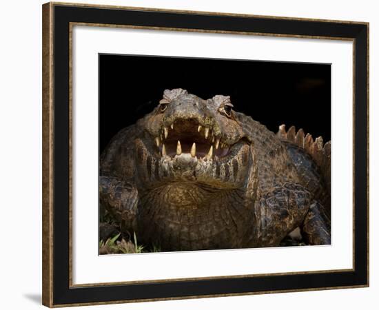 Yacare Caiman (Caiman Yacare) With Mouth Open To Keep Cool, Pantanal, Brazil-Angelo Gandolfi-Framed Photographic Print