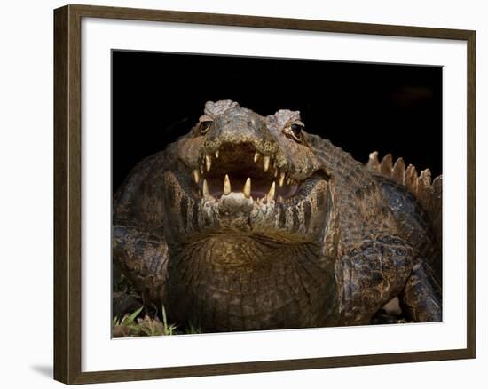 Yacare Caiman (Caiman Yacare) With Mouth Open To Keep Cool, Pantanal, Brazil-Angelo Gandolfi-Framed Photographic Print