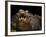 Yacare Caiman (Caiman Yacare) With Mouth Open To Keep Cool, Pantanal, Brazil-Angelo Gandolfi-Framed Photographic Print