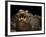 Yacare Caiman (Caiman Yacare) With Mouth Open To Keep Cool, Pantanal, Brazil-Angelo Gandolfi-Framed Photographic Print