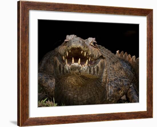 Yacare Caiman (Caiman Yacare) With Mouth Open To Keep Cool, Pantanal, Brazil-Angelo Gandolfi-Framed Photographic Print