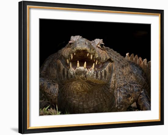 Yacare Caiman (Caiman Yacare) With Mouth Open To Keep Cool, Pantanal, Brazil-Angelo Gandolfi-Framed Photographic Print