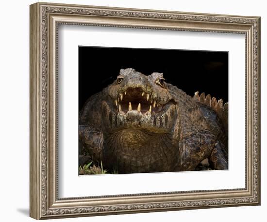 Yacare Caiman (Caiman Yacare) With Mouth Open To Keep Cool, Pantanal, Brazil-Angelo Gandolfi-Framed Photographic Print