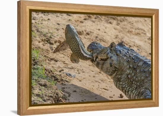 Yacare caiman feeding on Amazon sailfin catfish, Cuiaba River, Pantanal, Brazil-Jeff Foott-Framed Premier Image Canvas