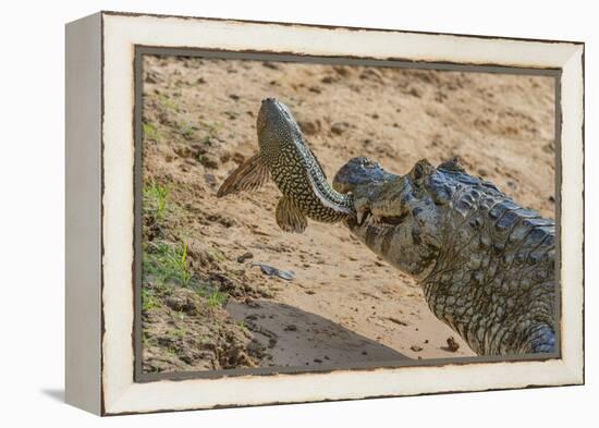 Yacare caiman feeding on Amazon sailfin catfish, Cuiaba River, Pantanal, Brazil-Jeff Foott-Framed Premier Image Canvas