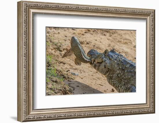 Yacare caiman feeding on Amazon sailfin catfish, Cuiaba River, Pantanal, Brazil-Jeff Foott-Framed Photographic Print