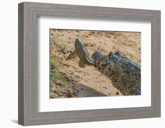 Yacare caiman feeding on Amazon sailfin catfish, Cuiaba River, Pantanal, Brazil-Jeff Foott-Framed Photographic Print