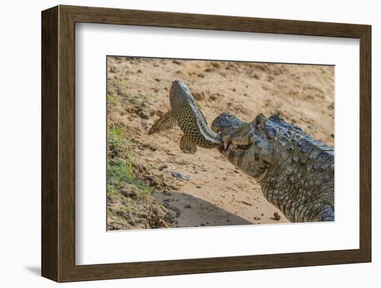 Yacare caiman feeding on Amazon sailfin catfish, Cuiaba River, Pantanal, Brazil-Jeff Foott-Framed Photographic Print