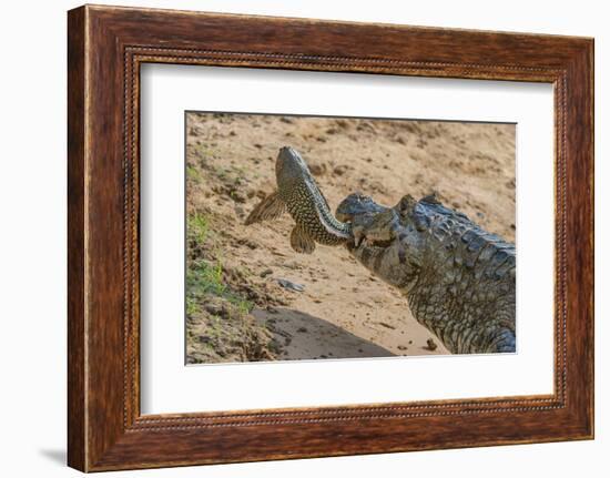 Yacare caiman feeding on Amazon sailfin catfish, Cuiaba River, Pantanal, Brazil-Jeff Foott-Framed Photographic Print