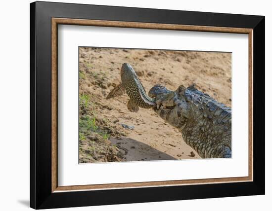 Yacare caiman feeding on Amazon sailfin catfish, Cuiaba River, Pantanal, Brazil-Jeff Foott-Framed Photographic Print