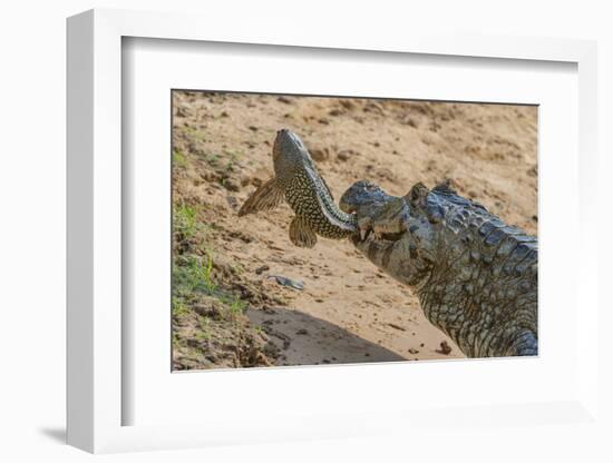 Yacare caiman feeding on Amazon sailfin catfish, Cuiaba River, Pantanal, Brazil-Jeff Foott-Framed Photographic Print