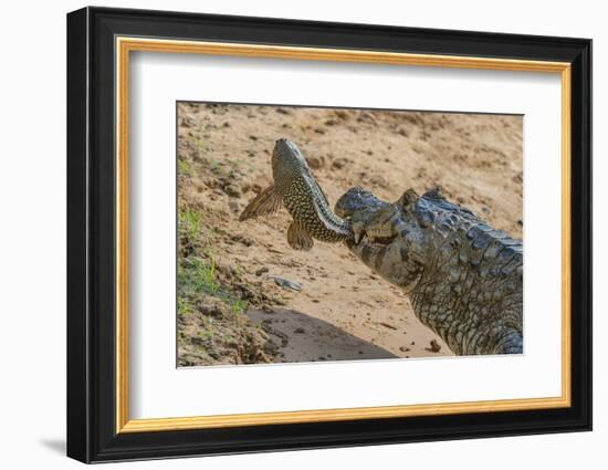 Yacare caiman feeding on Amazon sailfin catfish, Cuiaba River, Pantanal, Brazil-Jeff Foott-Framed Photographic Print